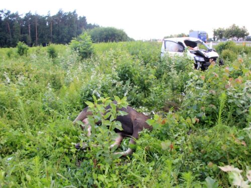 niepiekła, wypadek