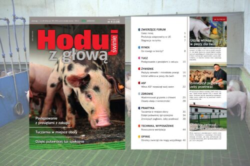 Hoduj z Głową Świnie, trzoda chlewna, maciory, lochy, prosięta, warchlaki, tuczniki, żywiec wieprzowy, chlewnia