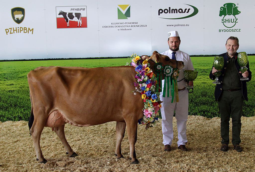 krowy mleczne, rasa PHF, bydło mleczne, wystawa bydła mlecznego, PFHBiPM, Jagodówka 71, Stadnina Koni Iwno,