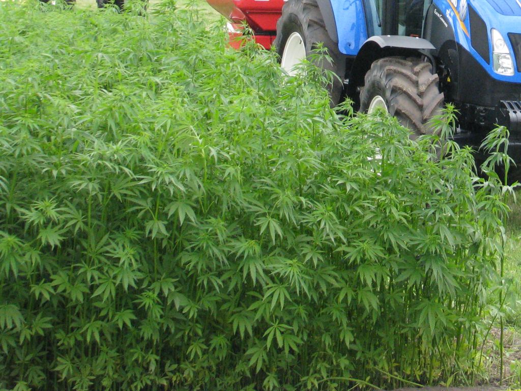 konopie włókniste, Cannabis Sativa L, Lublin