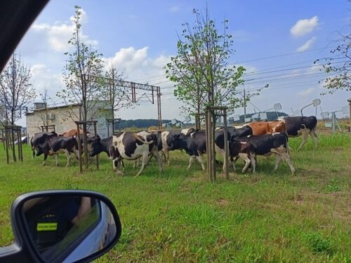 bydło uciekło z gospodarstwa, Płock, hodowla bydła, Czajków, powiat ostrzeszowski