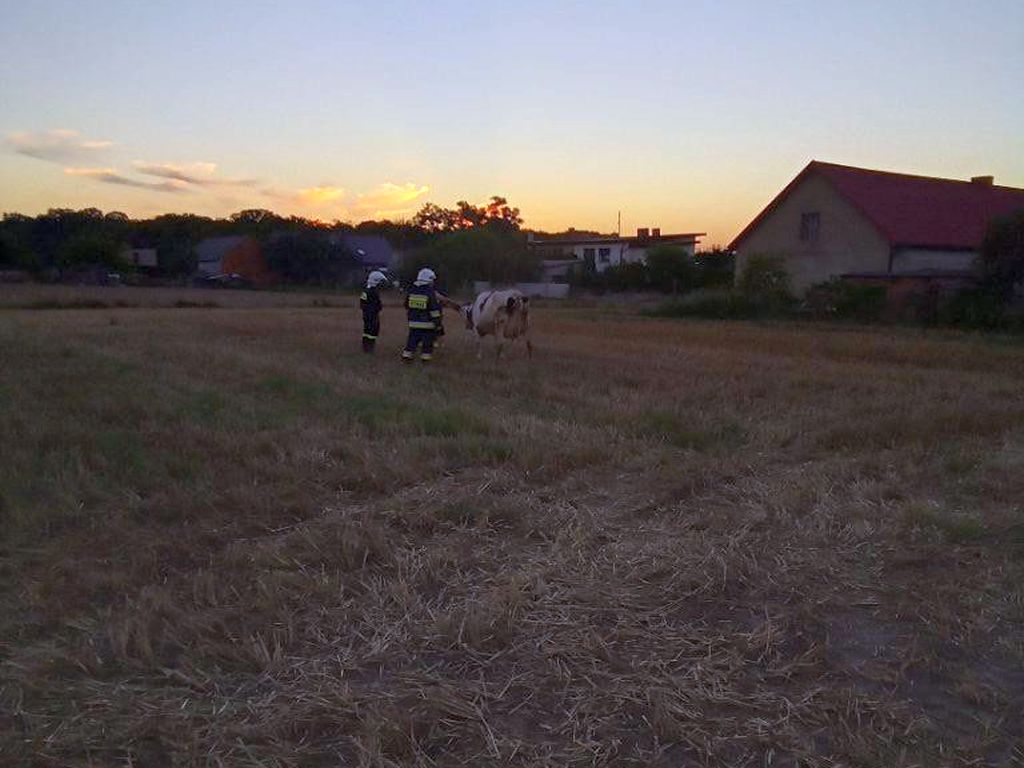 zawalony strop budynku inwentarskiego, Szczury, Tomasz Chmielecki, KP PSP Ostrów Wielkopolski