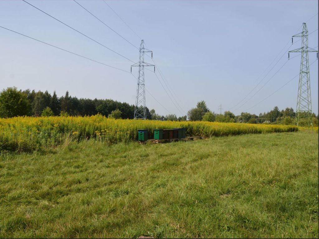 kradzież uli, rodziny pszczele, Tarnobrzeg, osiedle Mokrzyszów, KMP Tarnobrzeg