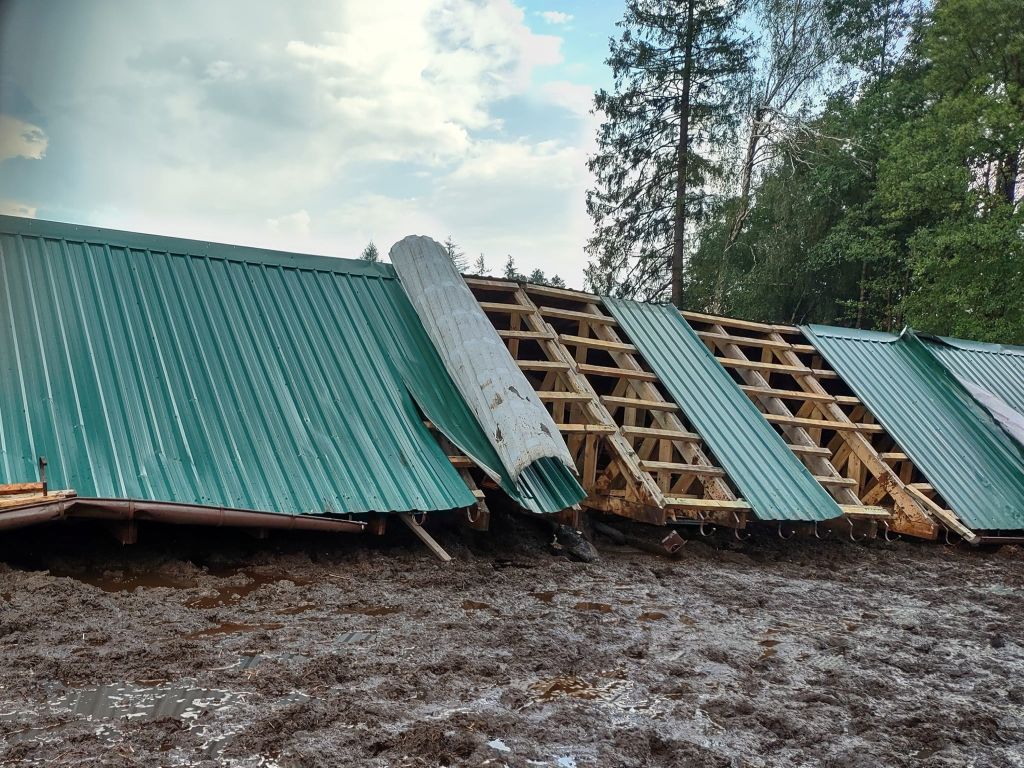 łążek, zawalony dach, krowy