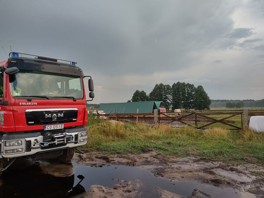 łążek, zawalony dach, krowy