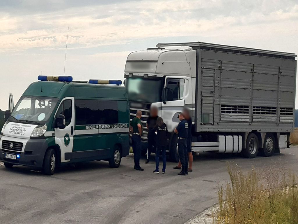 transport byków, autostrada A4, WITD Katowice, lekarz weterynarii