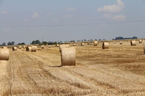 kowr, pole, żniwa