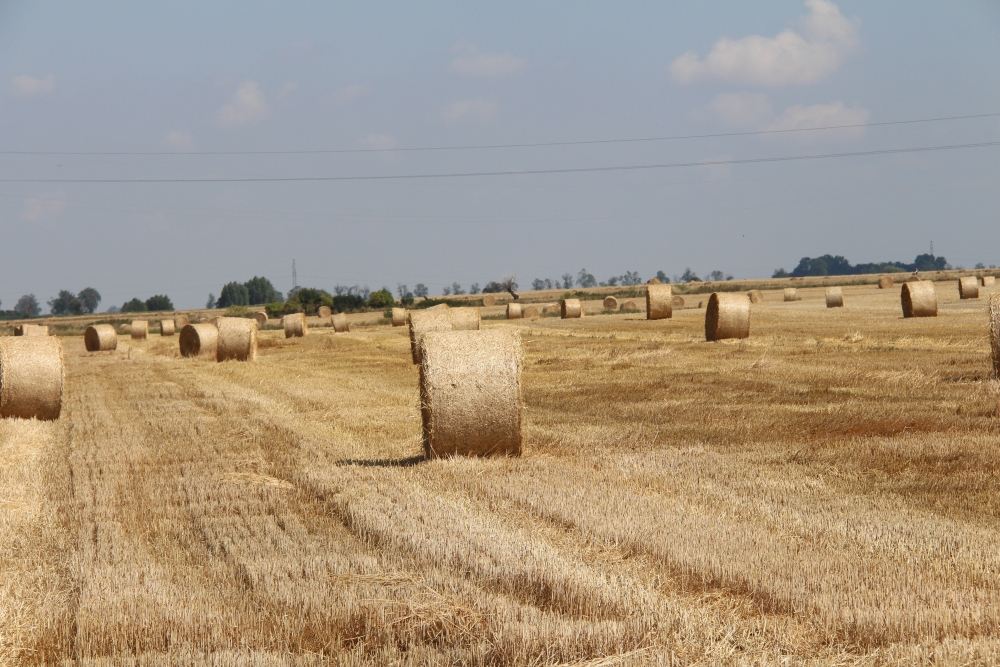 kowr, pole, żniwa