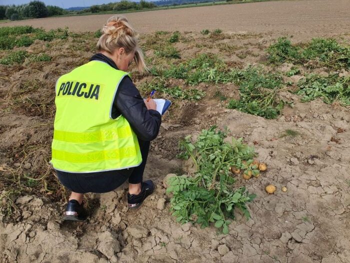 kradli ziemniaki z pola, gmina Grudziądz, powiat kwidzyński, Sadlinki, KPP Kwidzyn