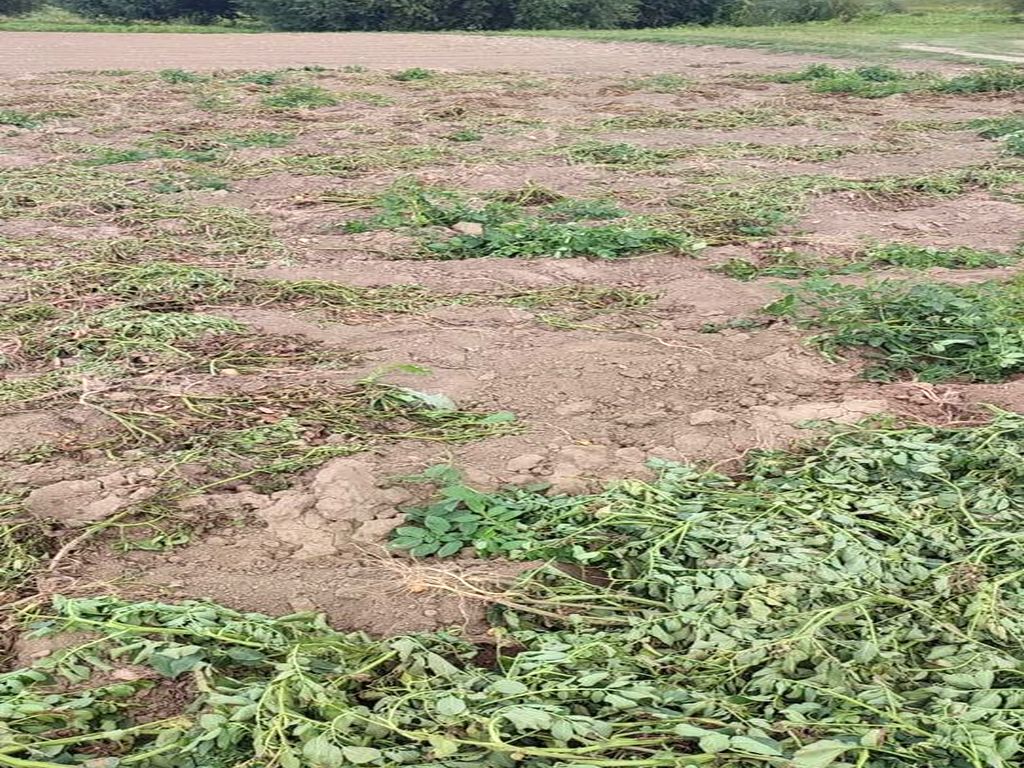kradli ziemniaki z pola, gmina Grudziądz, powiat kwidzyński, Sadlinki, KPP Kwidzyn