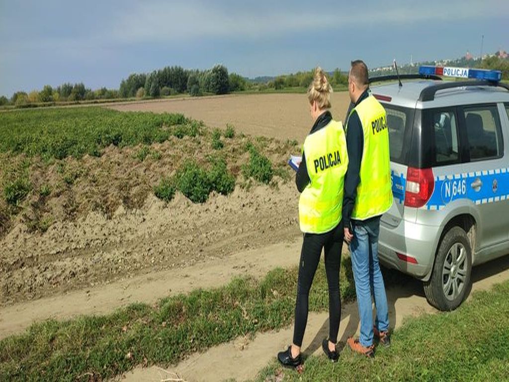 kradli ziemniaki z pola, gmina Grudziądz, powiat kwidzyński, Sadlinki, KPP Kwidzyn