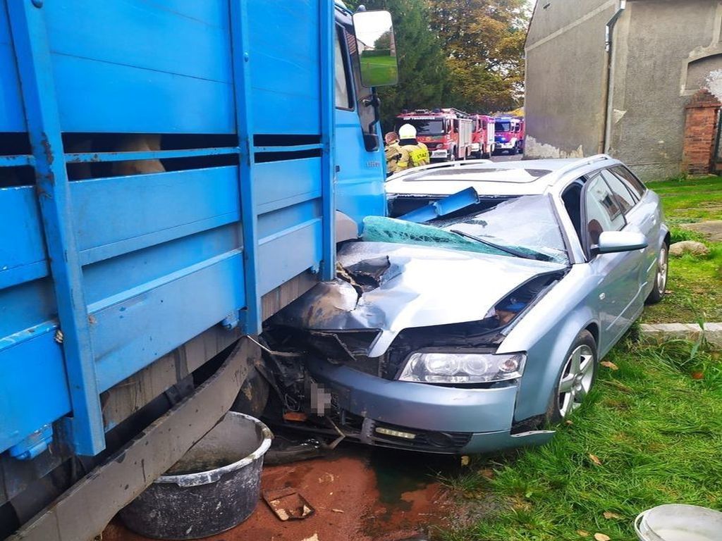 transport bydła, Twardocice, powiat złotoryjski, Dominika Kwakszys