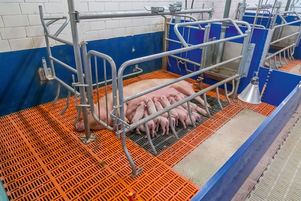 kojec porodowy, maciory, prosięta, Big Dutchman, dobrostan zwierząt, trzoda chlewna, temperatura, Polpig, poród macior