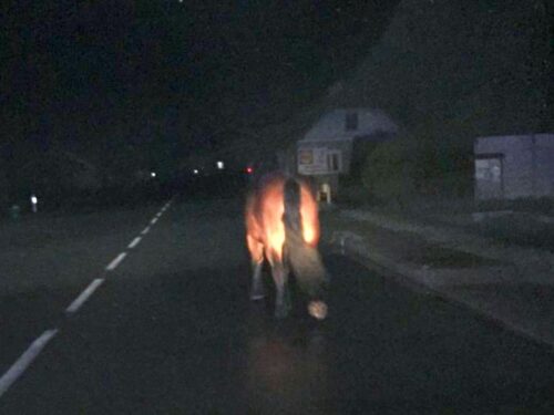 koń, ucieczka konia, humniska