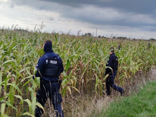 obłwa w polu kukurydzy, Szczucin, gmina Dąbrowa Tarnowska, powiat dąbrowski