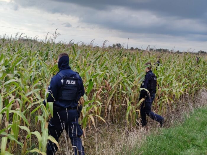 obłwa w polu kukurydzy, Szczucin, gmina Dąbrowa Tarnowska, powiat dąbrowski