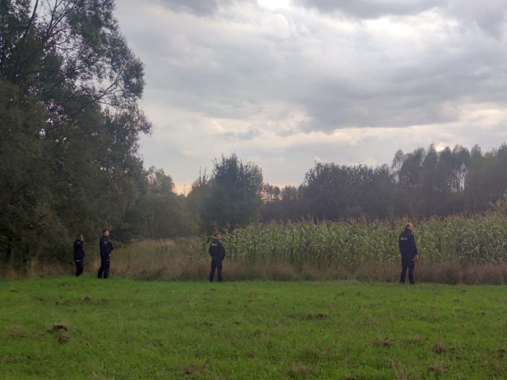 obłwa w polu kukurydzy, Szczucin, gmina Dąbrowa Tarnowska, powiat dąbrowski