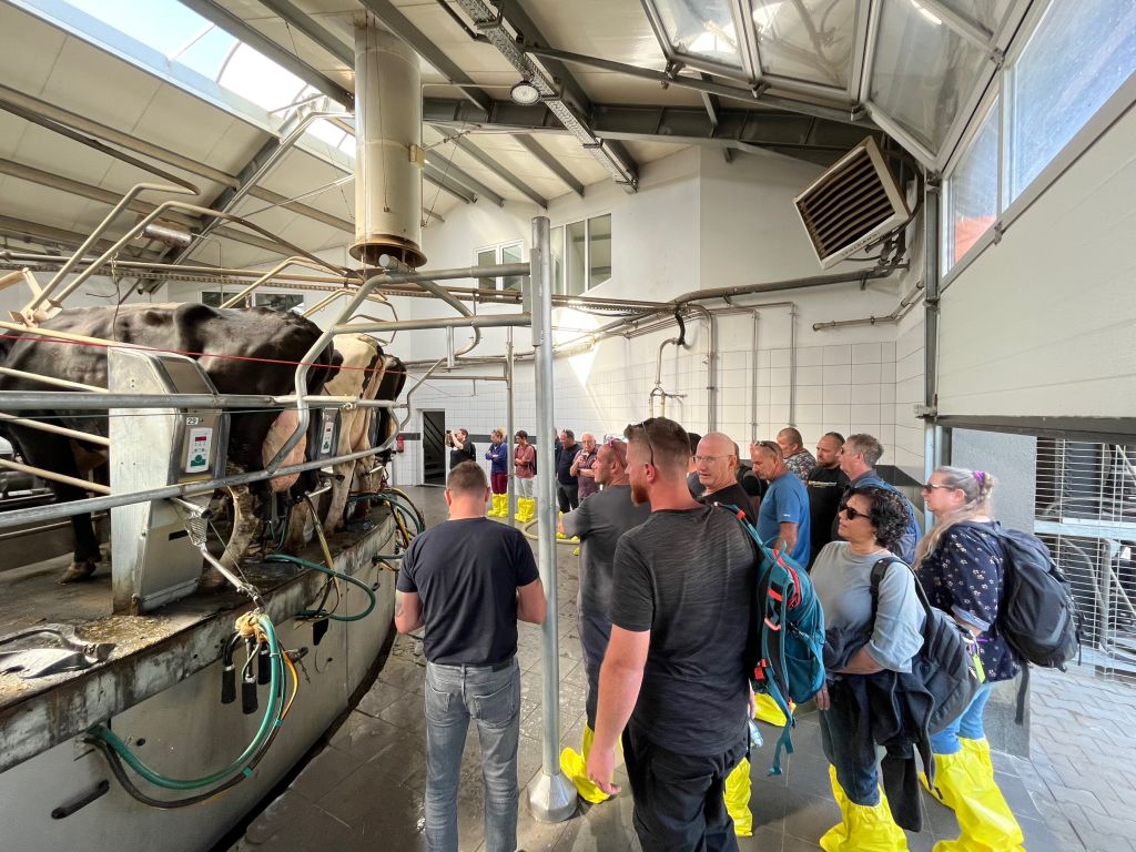 MSD Animal Health, hodowcy bydła, Izrael, dobrostan krów, krowy mleczne, cielęta, dój krów, lekarz weterynarii, Drzewce