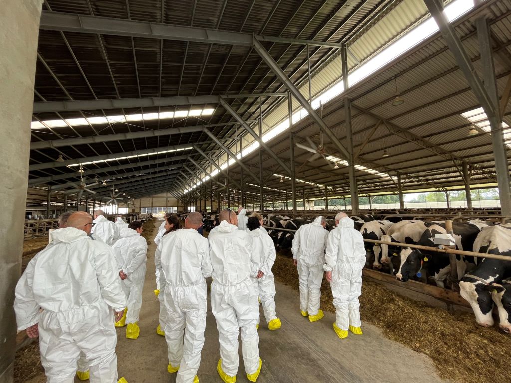 MSD Animal Health, hodowcy bydła, Izrael, dobrostan krów, krowy mleczne, cielęta, dój krów, lekarz weterynarii, Drzewce
