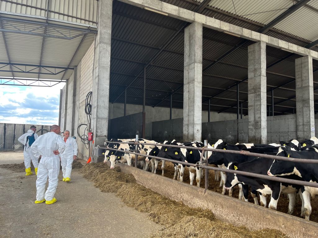 MSD Animal Health, hodowcy bydła, Izrael, dobrostan krów, krowy mleczne, cielęta, dój krów, lekarz weterynarii, Drzewce