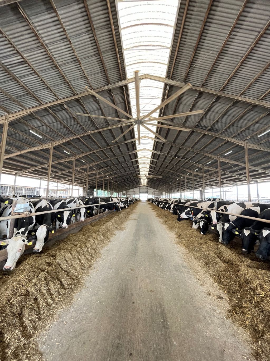 MSD Animal Health, hodowcy bydła, Izrael, dobrostan krów, krowy mleczne, cielęta, dój krów, lekarz weterynarii, Drzewce