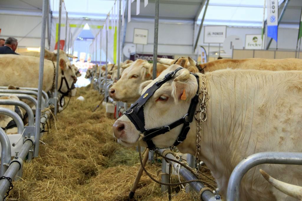 Sommet de l'Élevage, targi, pokaz bydła mięsnego, charolaise, wystawa zwierząt hodowlanych, Francja
