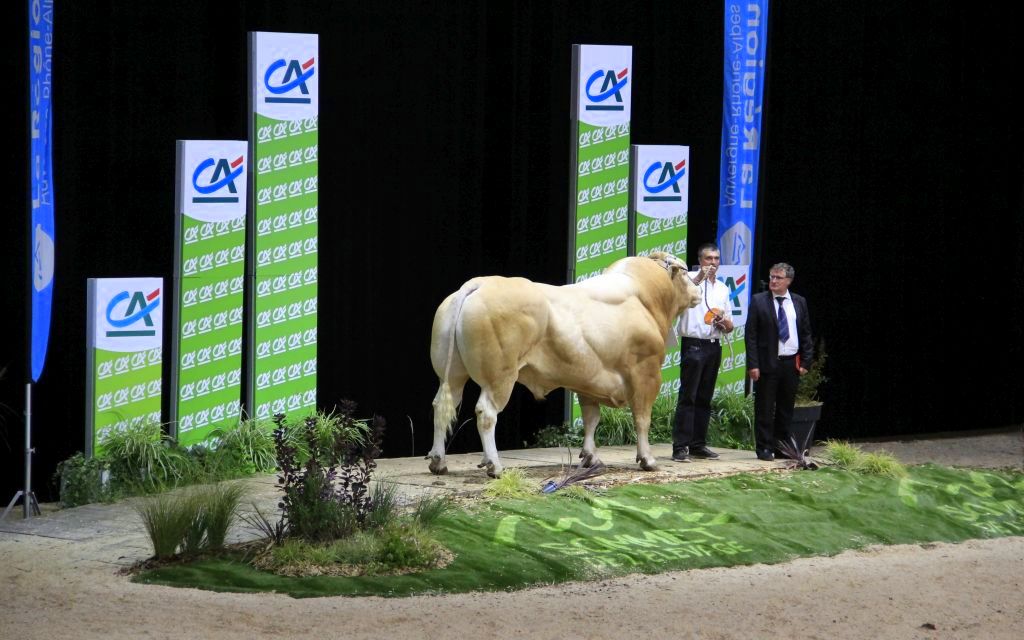 Sommet de l'Élevage, targi, pokaz bydła mięsnego, charolaise, wystawa zwierząt hodowlanych, Francja