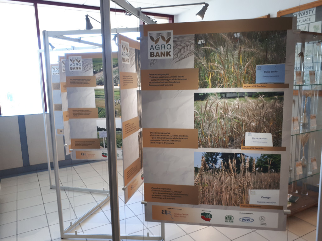 Katedra Agronomii SGGW, pradawne zboża