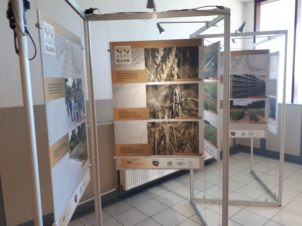 Katedra Agronomii SGGW, pradawne zboża