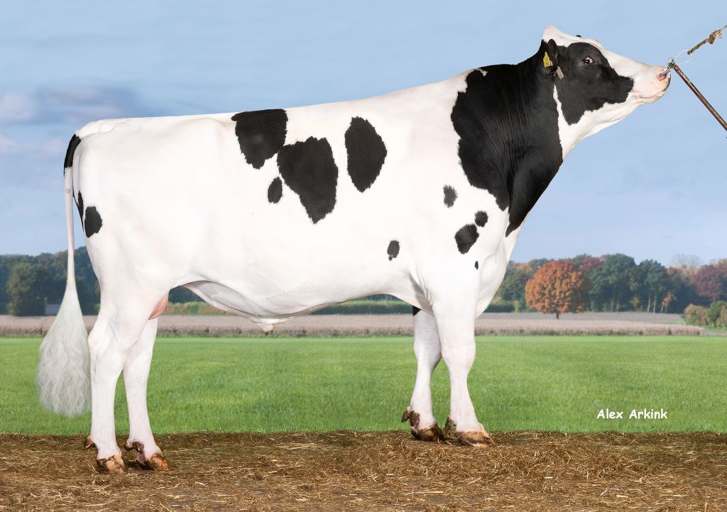 buhaj, dobór buhaja, długowieczność, pokrój, zdrowotność, laktacja, wymię, mastitis, indeks hodowlany, nasienie
