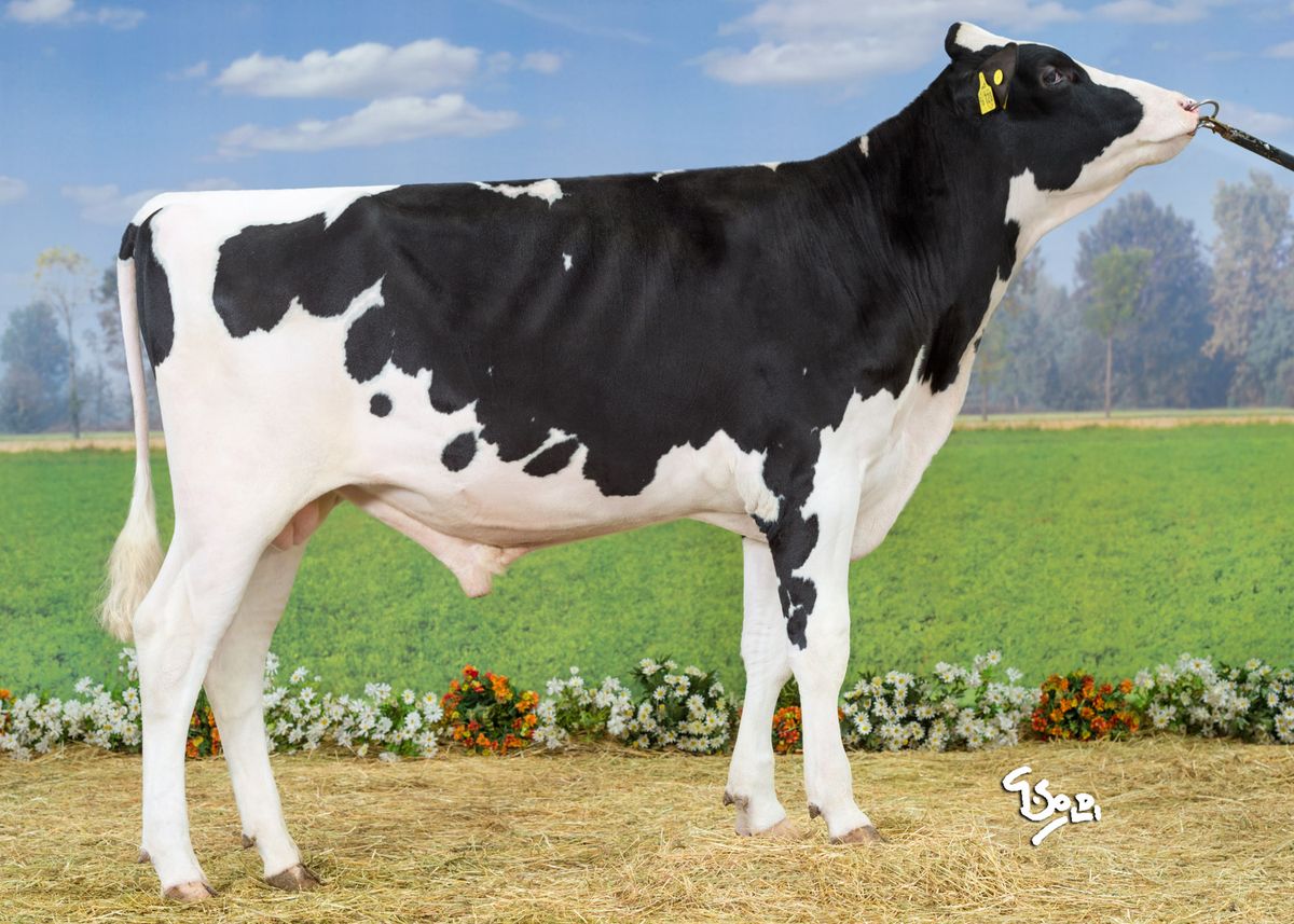 buhaj, dobór buhaja, długowieczność, pokrój, zdrowotność, laktacja, wymię, mastitis, indeks hodowlany, nasienie