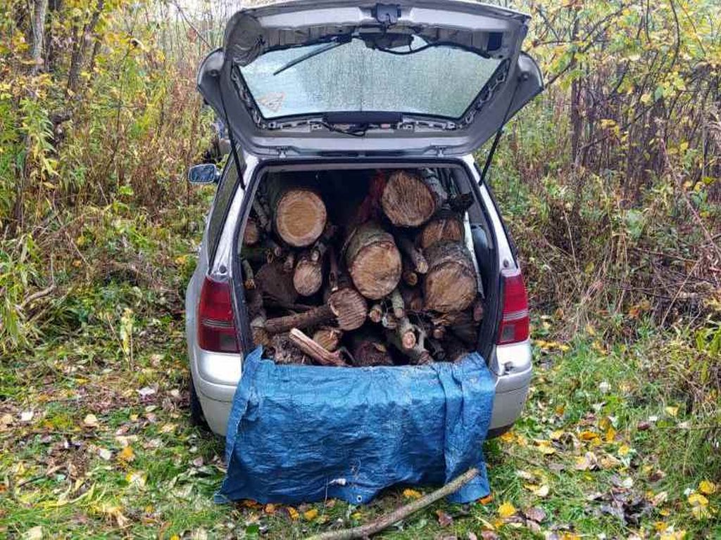 drewno, las, kradzież drewna