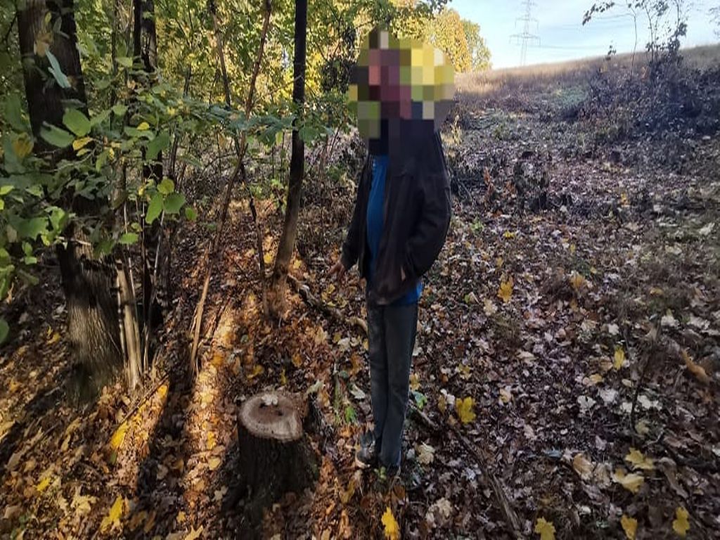 drewno, las, kradzież drewna