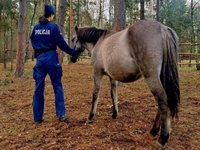 kradzież konia, źrebrna klacz, gmina Cielądz, Agata Krawczyk, KPP Rawa Mazowiecka