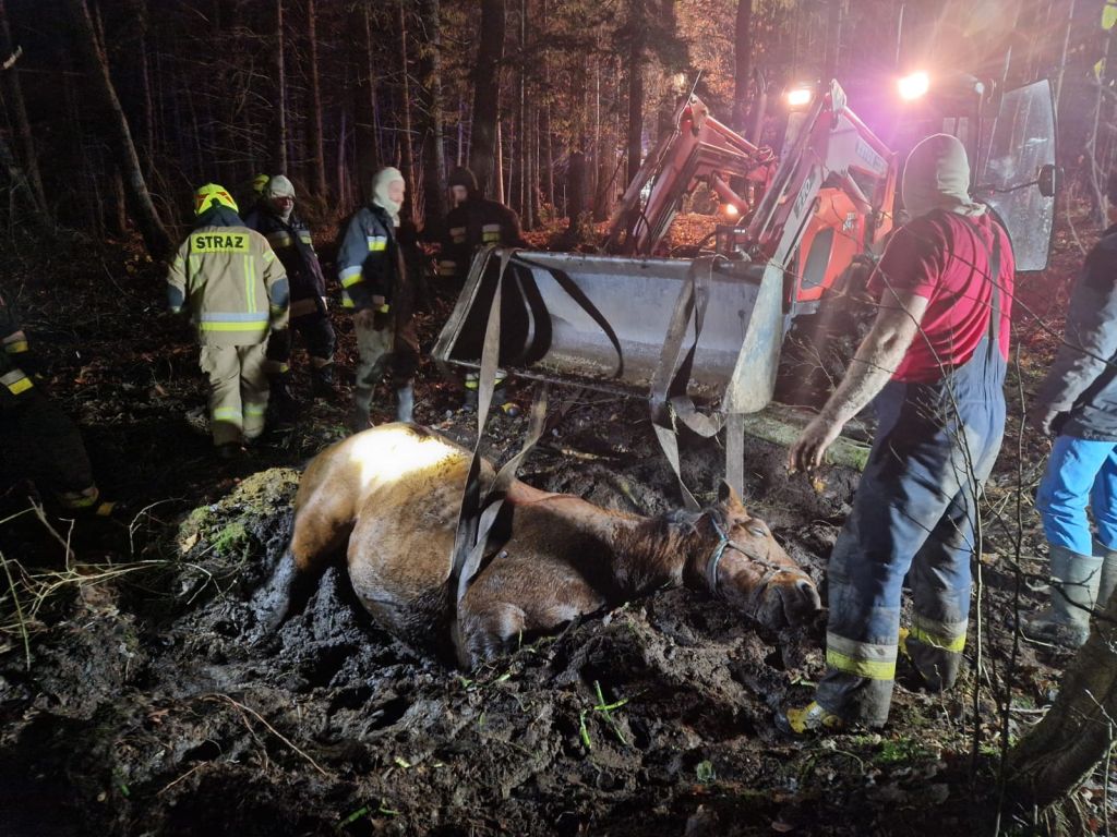 Krowy w rozlewisku rzeki, konie w bagnie, powiat białostocki, Spręcowo