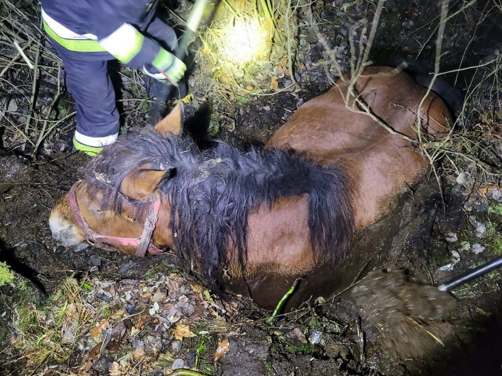 Krowy w rozlewisku rzeki, konie w bagnie, powiat białostocki, Spręcowo