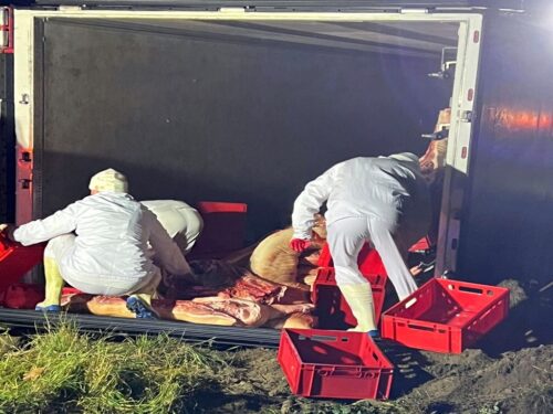 Półtusze wieprzowe na drodze, Kłecko Kolonia, KP PSP Gniezno,  OSP w Kłecku
