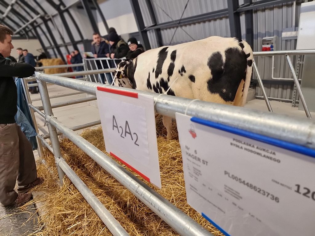 podlaska aukcja bydła, jałówki, cieliczki, buhaj hodowlany,  hodowcy bydła, PFHBiPM, bydło mleczne,