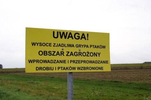HPAI, grypa ptaków, ognisko HPAI, Inspekcja Weterynaryjna, hodowcy drobiu, bioasekuracja, H5N1, kury nioski