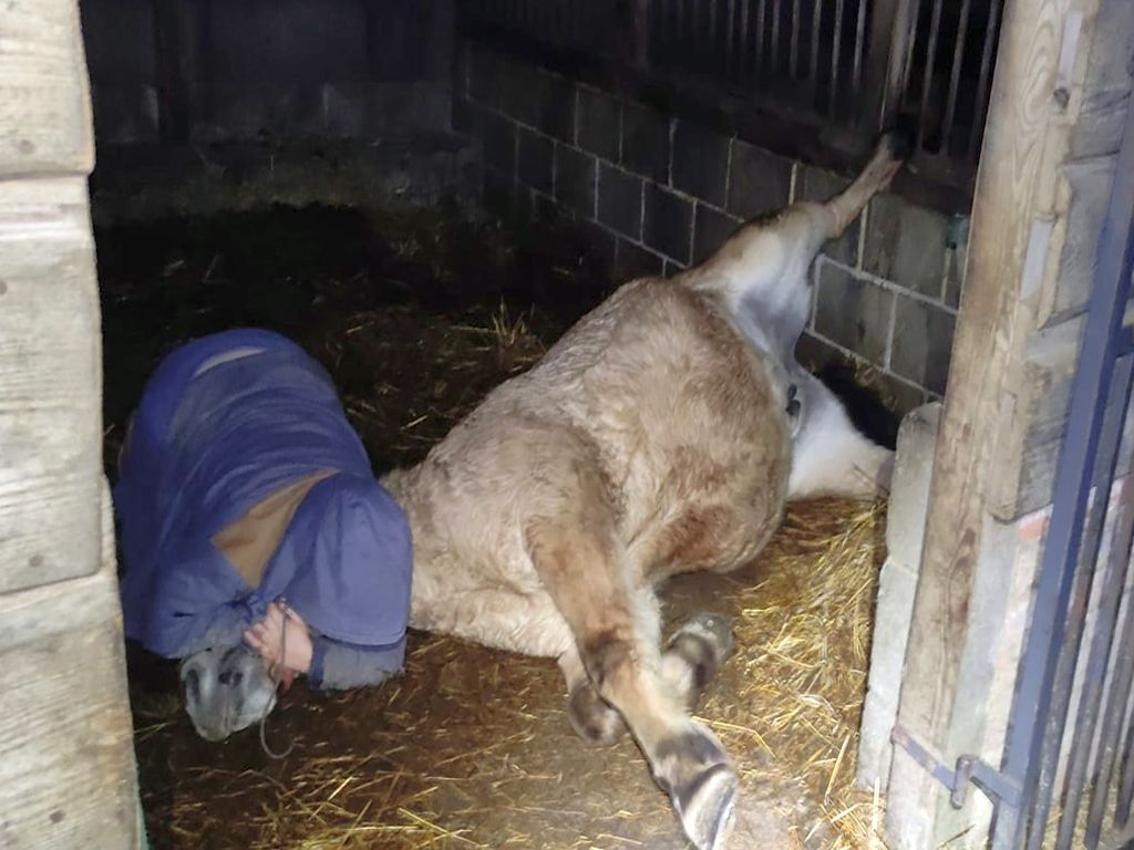 koń, stajnia, Jeldzino