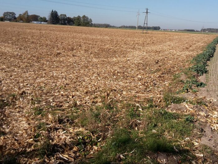 interwencyjny skup kukurydzy, Krajowa Grupa Spożywcza, KRIR, zbiory kukurydzy