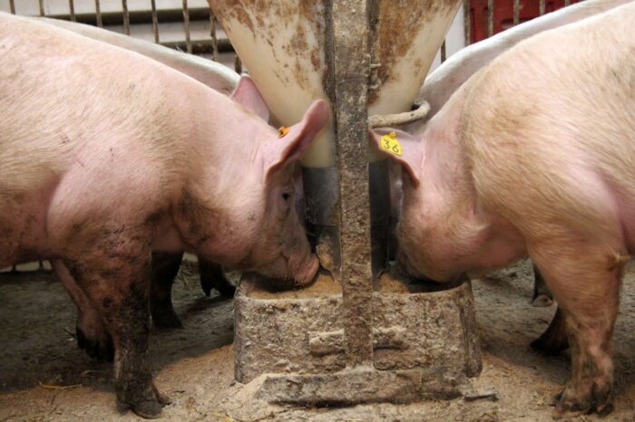 zakaz stosowania pasz GMO, ustawa o paszach, pasze lecznicze, Andrzej Duda
