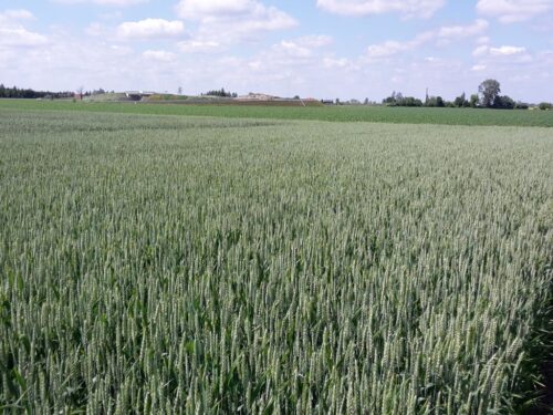 zboże, pole