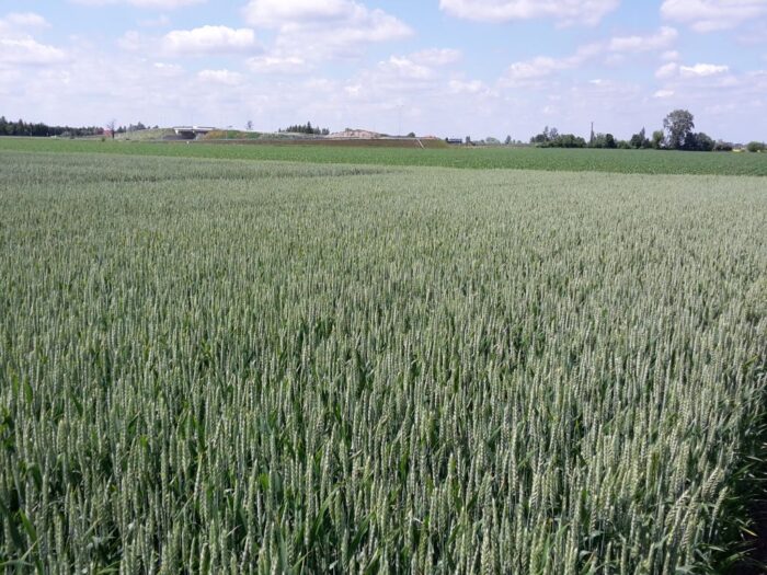 zboże, pole
