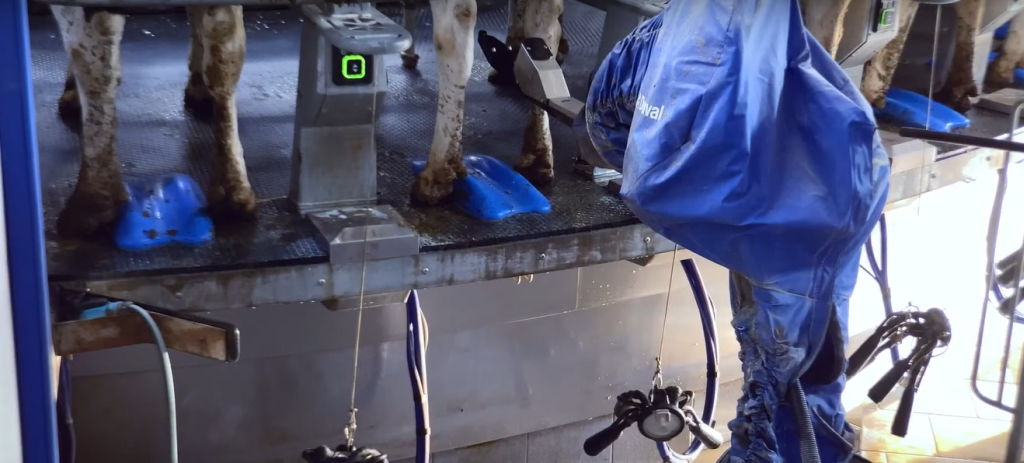 krowy mleczne, obora, karuzela, dój krów, robot do dippingu, DeLaval, legowiska, mastitis, dobrostan krów, dój krów
