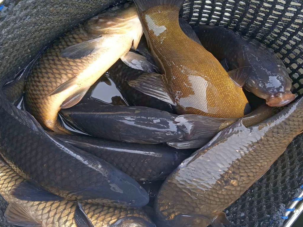 nabór, wnioski, mrirw, hodowla ryb