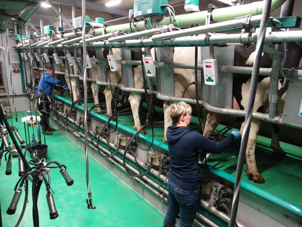 krowy mleczne, bydło mleczne, produkcja mleka, hodowcy bydła, obora wolnostanowiskowa, hala udojowa, bydło mleczne