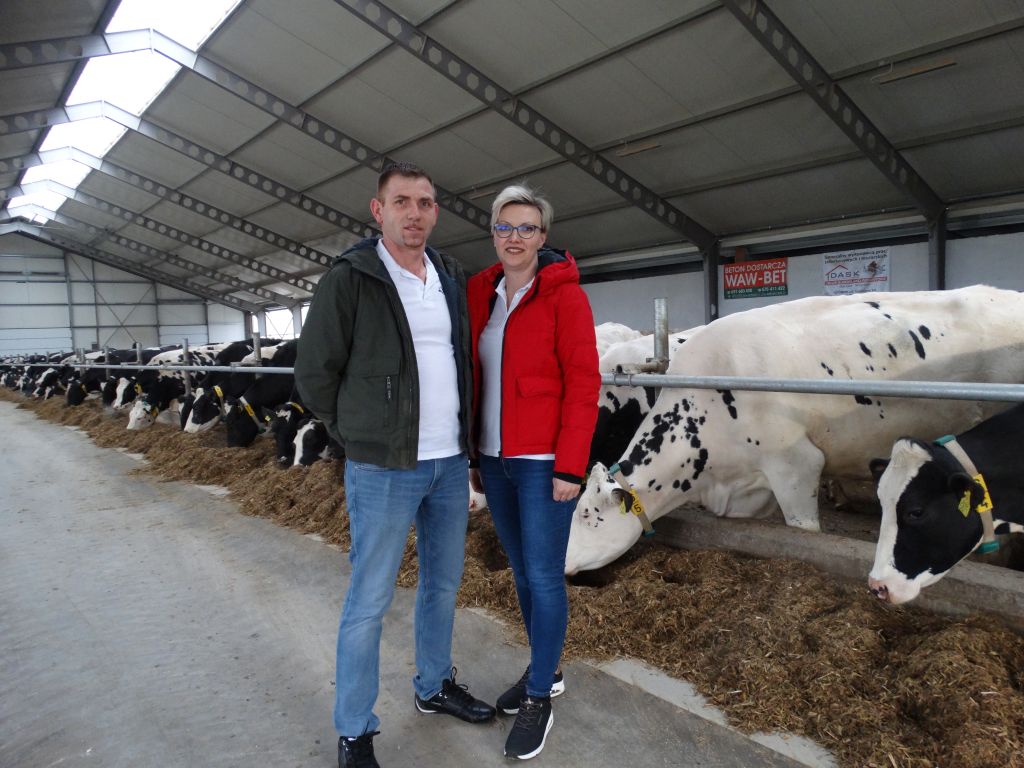 krowy mleczne, bydło mleczne, produkcja mleka, hodowcy bydła, obora wolnostanowiskowa, hala udojowa, bydło mleczne