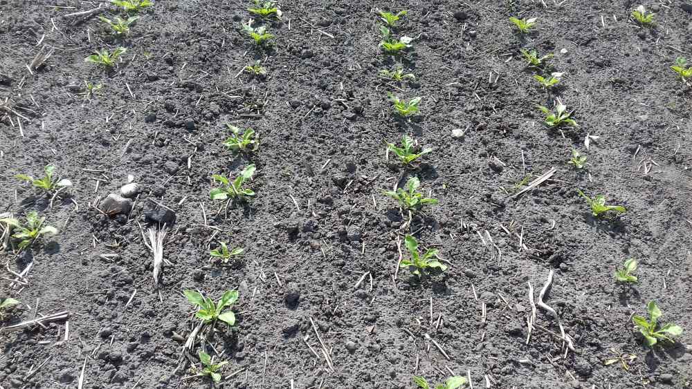 plantacja buraków cukrowych, Conviso Smart