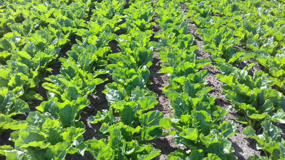 plantacja buraków cukrowych, Conviso Smart